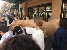 Stars zum Anfassen: TV-Pferd vor dem Kino