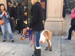 Miniaturpferd Apple: Vierbeiniger Hollywood-Schauspieler